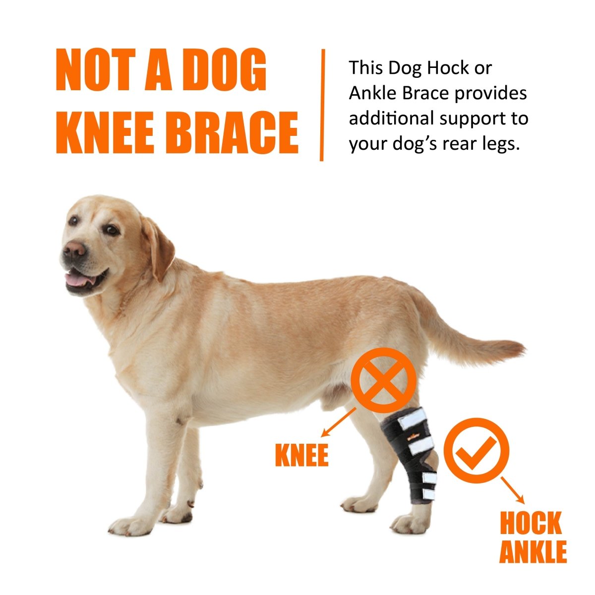 Dog hock and ankle support brace with black wrap and reflective pads on tan dog