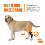 Dog hock and ankle support brace with black wrap and reflective pads on tan dog