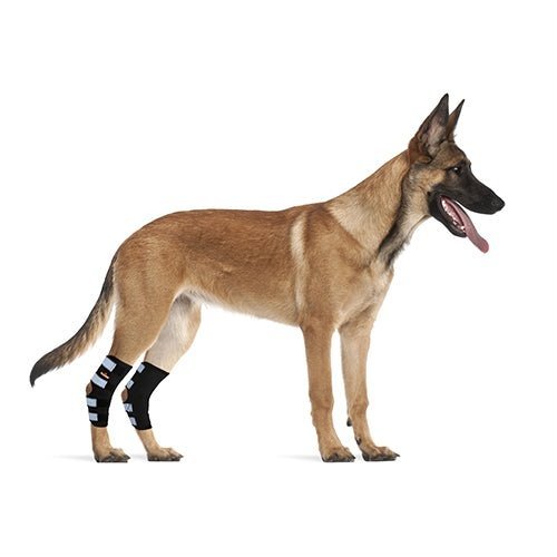 Dog standing with black rear leg hock brace and white reflective strap panels