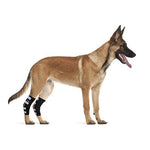 Dog standing with black rear leg hock brace and white reflective strap panels