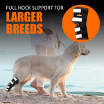 Dog rear leg hock brace with black wrap and reflective straps on gray fur