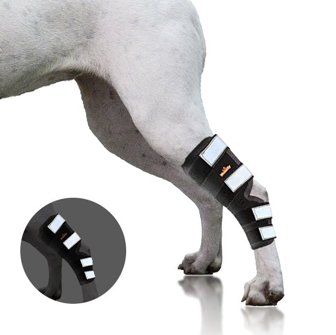 Light-gray dog wearing black rear leg hock brace with three white reflective strap panels