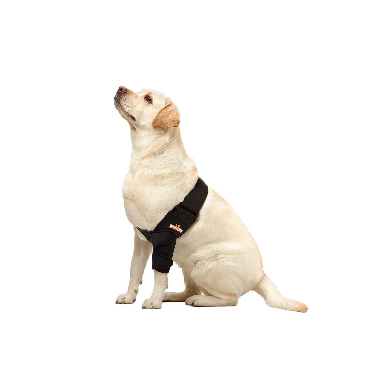 Dog elbow brace on sitting dog, black padded sleeve on front leg