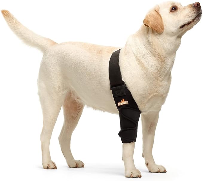 Dog elbow brace on standing dog, black padded sleeve wraps elbow and forearm
