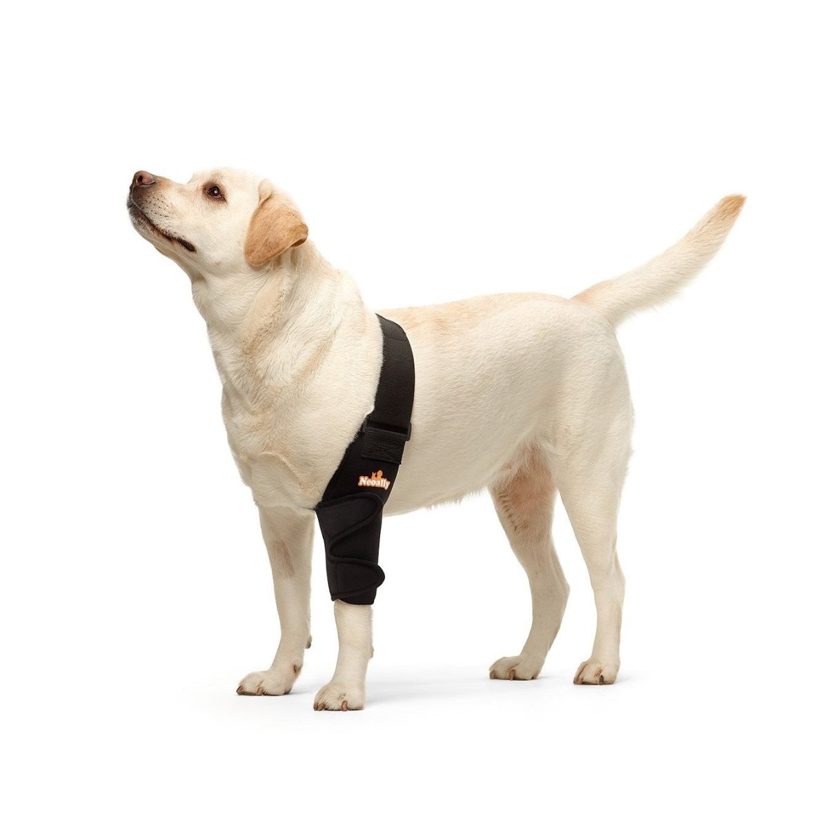 Dog elbow brace on white dog, black padded sleeve and straps over front leg