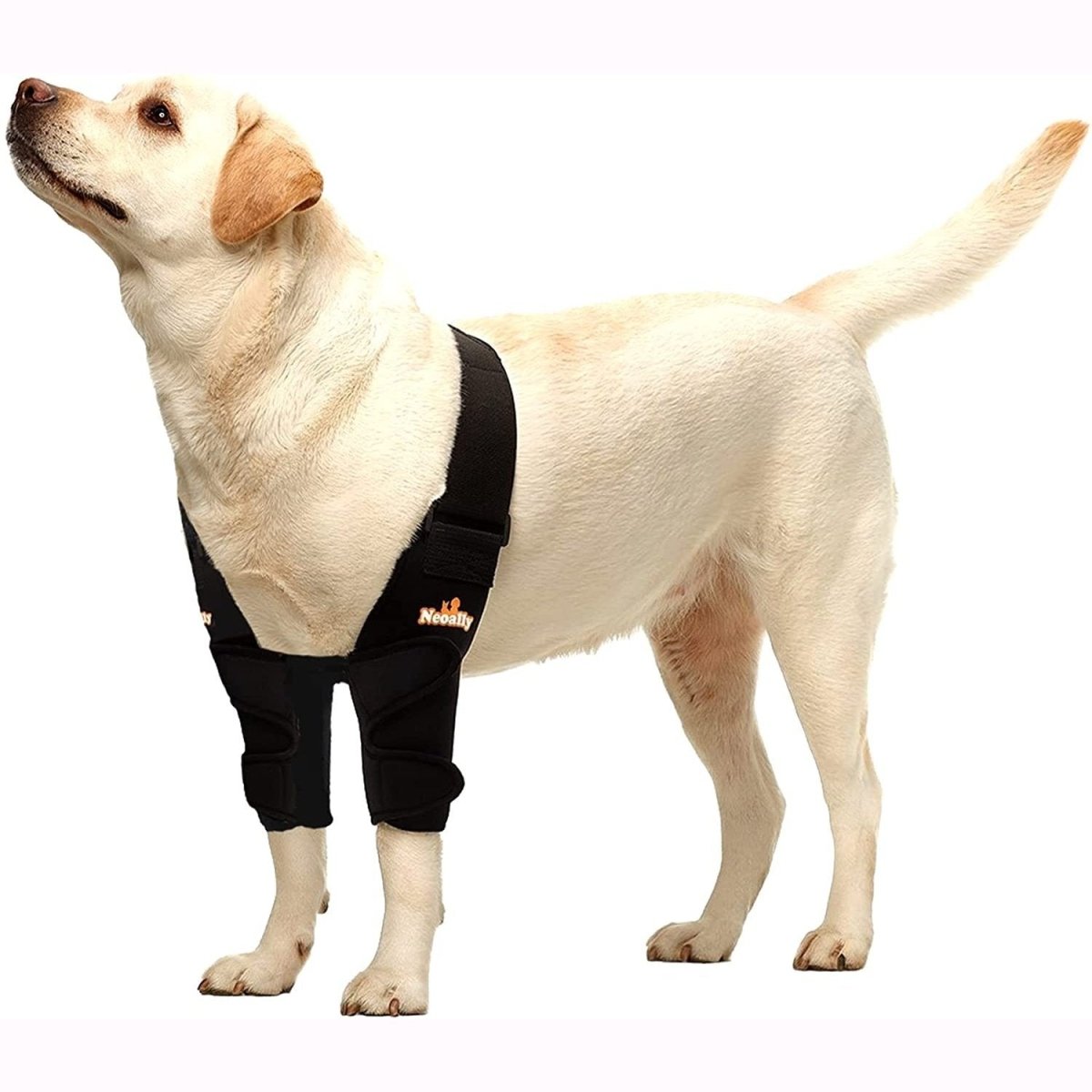 Dog elbow and shoulder support brace with two black padded sleeves on front legs