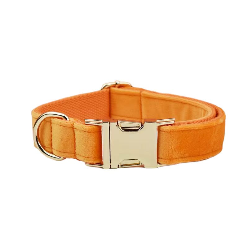 Orange velvet dog collar with silver-tone buckle hardware