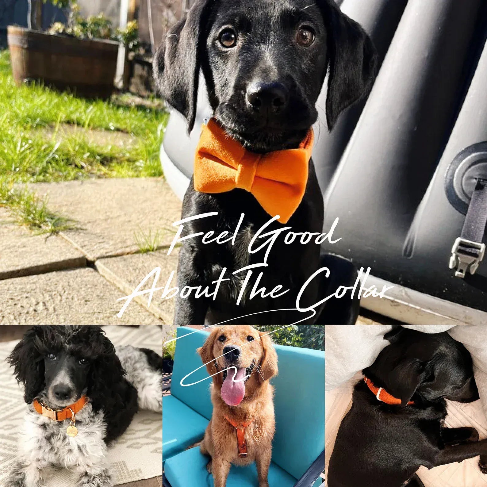 Black dog wearing an orange velvet bowtie; walking collar and harness visible