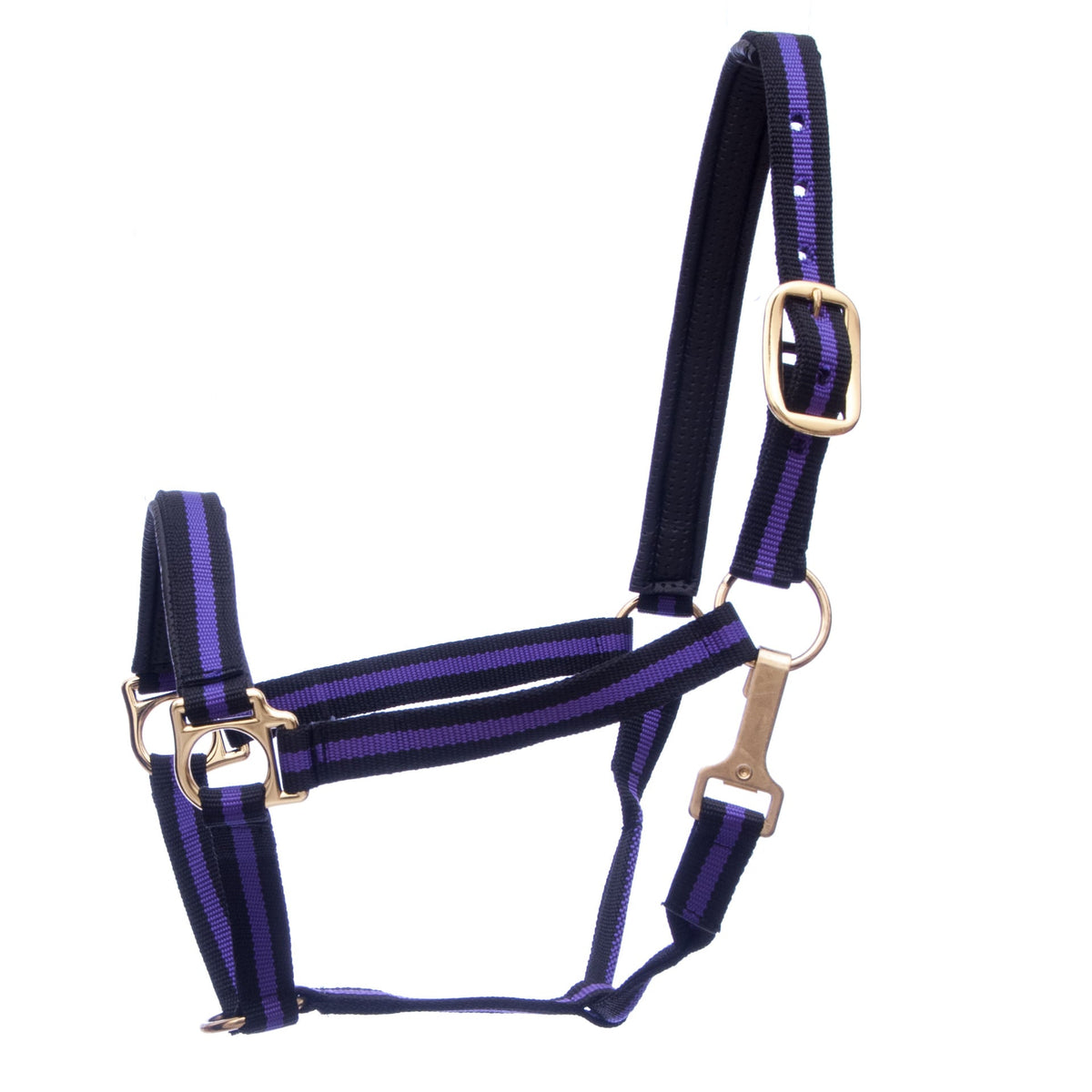 Padded nylon horse halter with throat snap, navy with purple stripe webbing