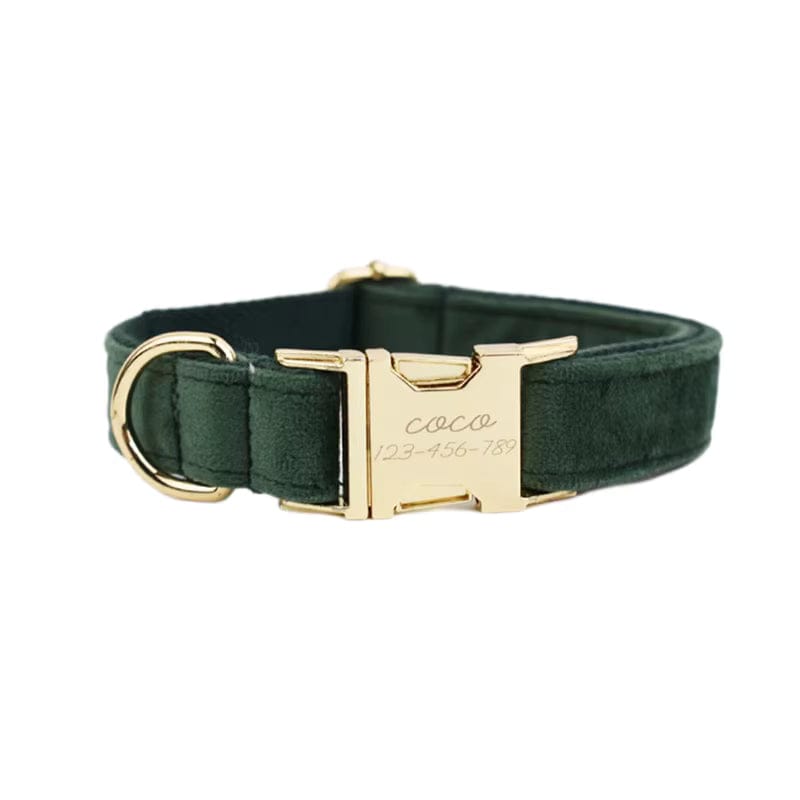 Teal velvet dog collar with gold-tone buckle and engraved tag plate