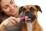 Pet toothbrush with pink handle, bristles brushing a dog's teeth