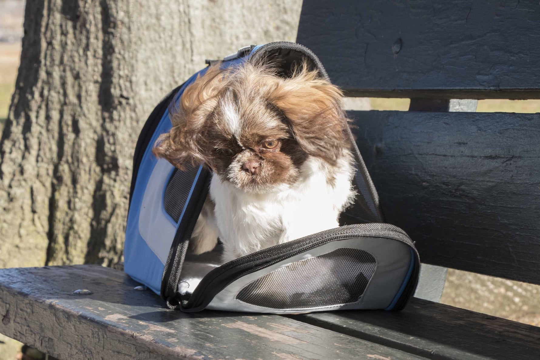 Blue travel dog carrier with front mesh panel; pet sitting inside with head out