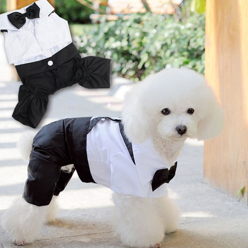 Black and white pet outfit with large bow tie and fitted jacket