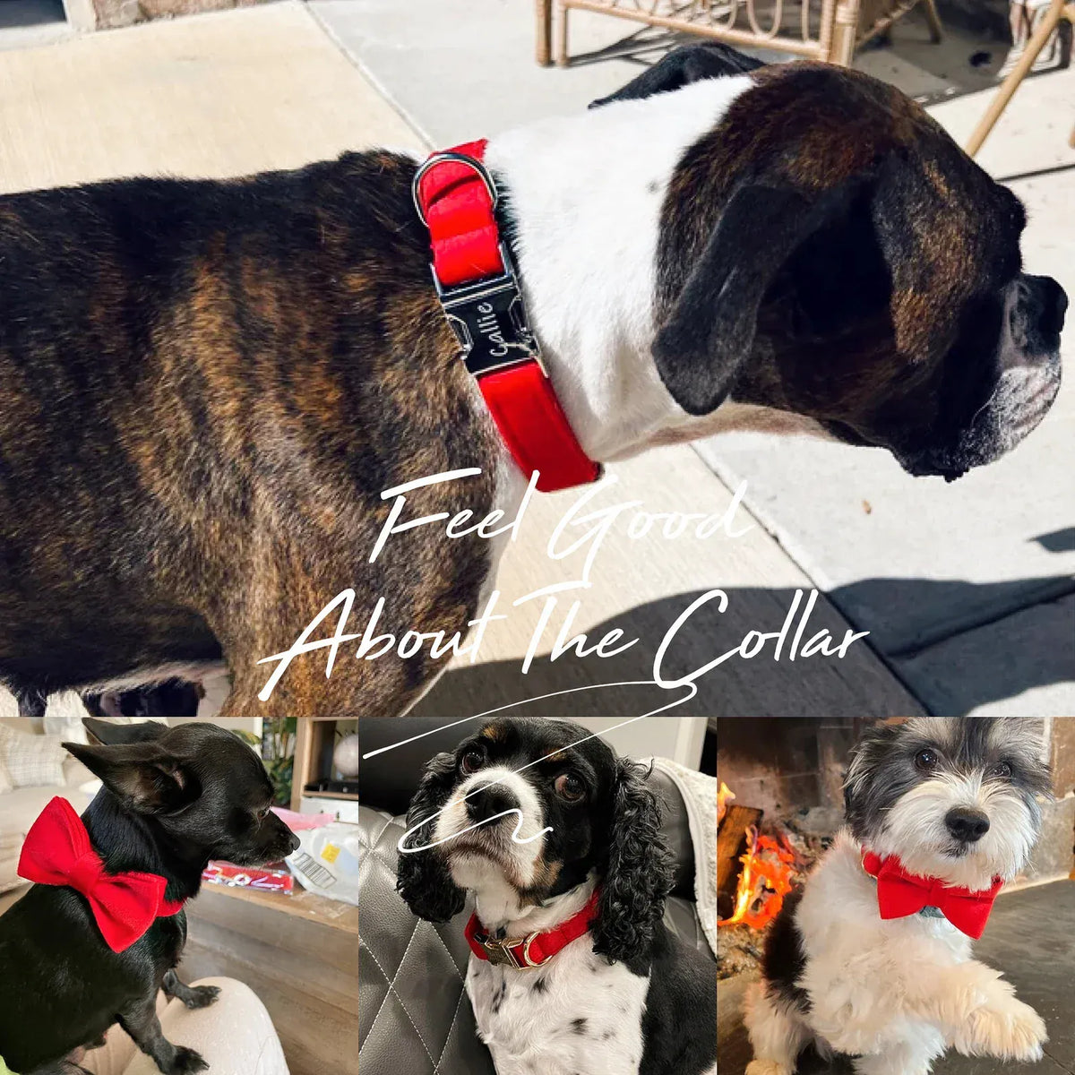 Dog wearing a red velvet collar with bowtie