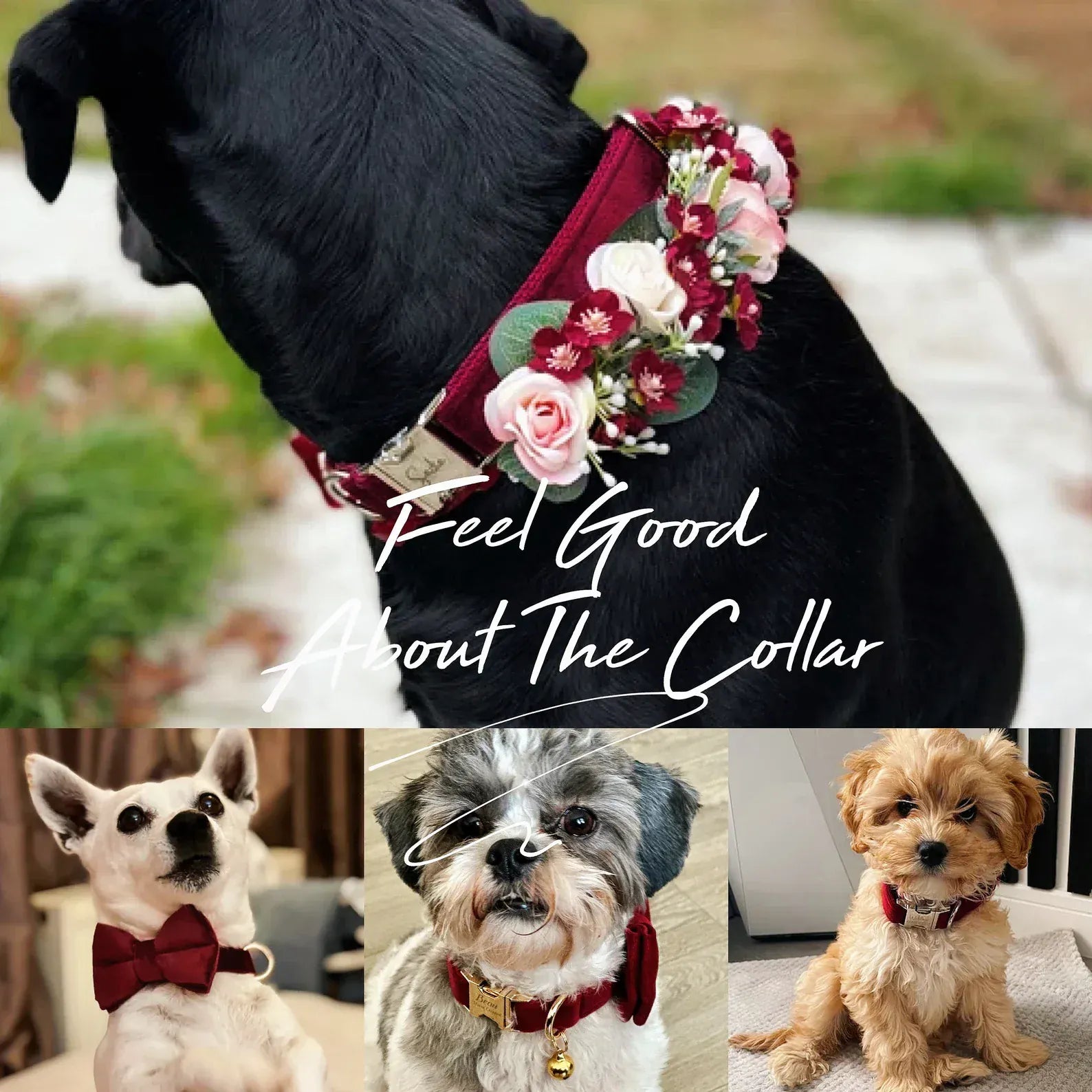 Dog wearing a red wine velvet bowtie collar with matching flower accessory