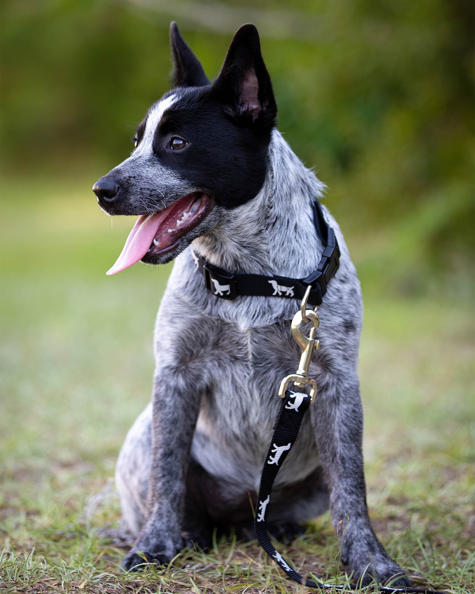 Black reflective nylon dog collar with dog icons, black buckle, worn on dog
