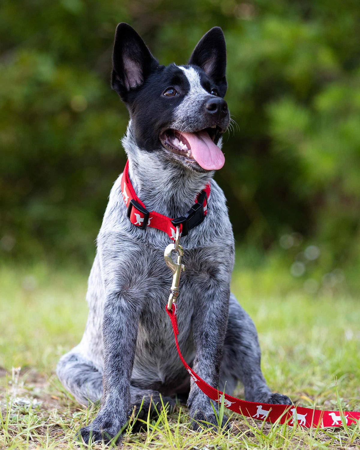 Reflective nylon dog leash on gray dog, red strap with gold clip