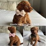 Small dog wearing olive teddy collar with detachable bowtie and gold-tone buckle