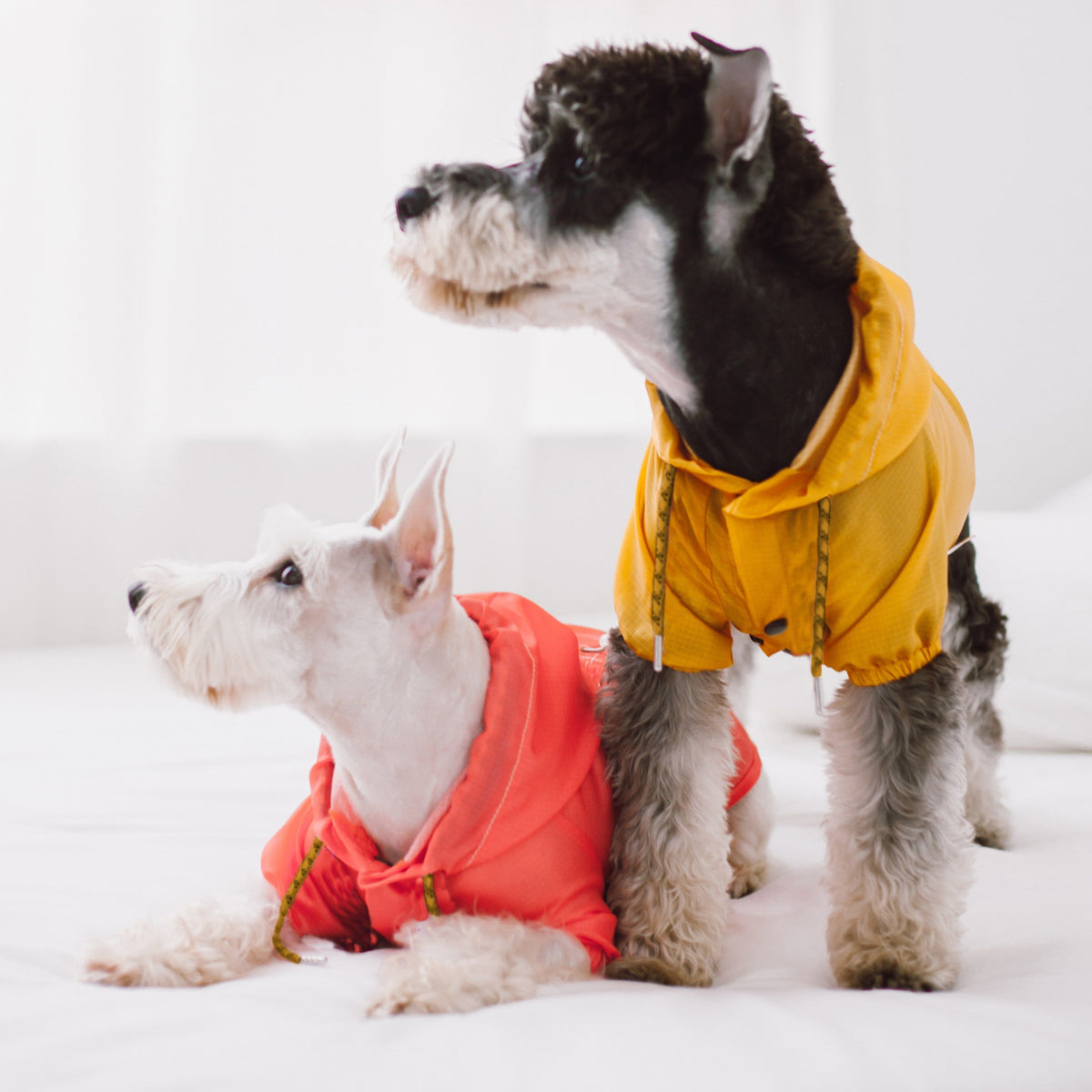 Yellow waterproof dog raincoat with hood, snap front, split-vent, stitched pockets.