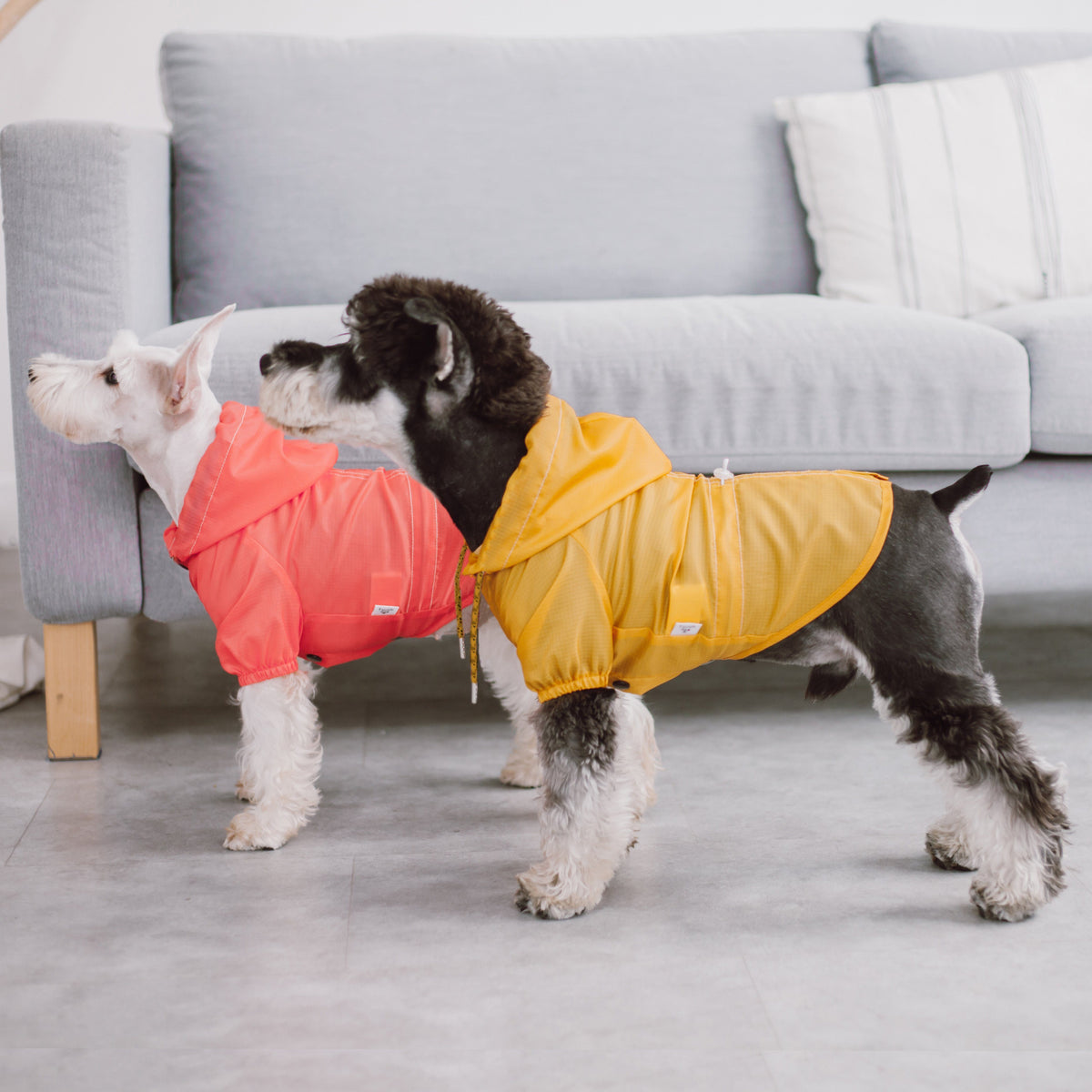 Two dogs wearing red and yellow waterproof raincoats with hoods and snap fronts, split-vent.