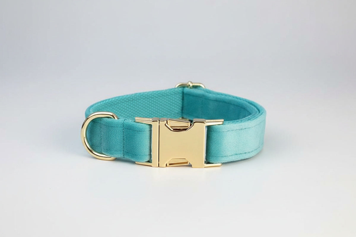 Turquoise velvet collar with gold buckle and D-ring