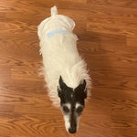Disposable diaper worn on small dog, with waist band and leg openings